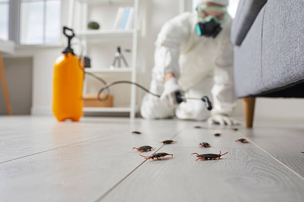 Post-Treatment Bed Bug Interceptor Monitoring in Hudson